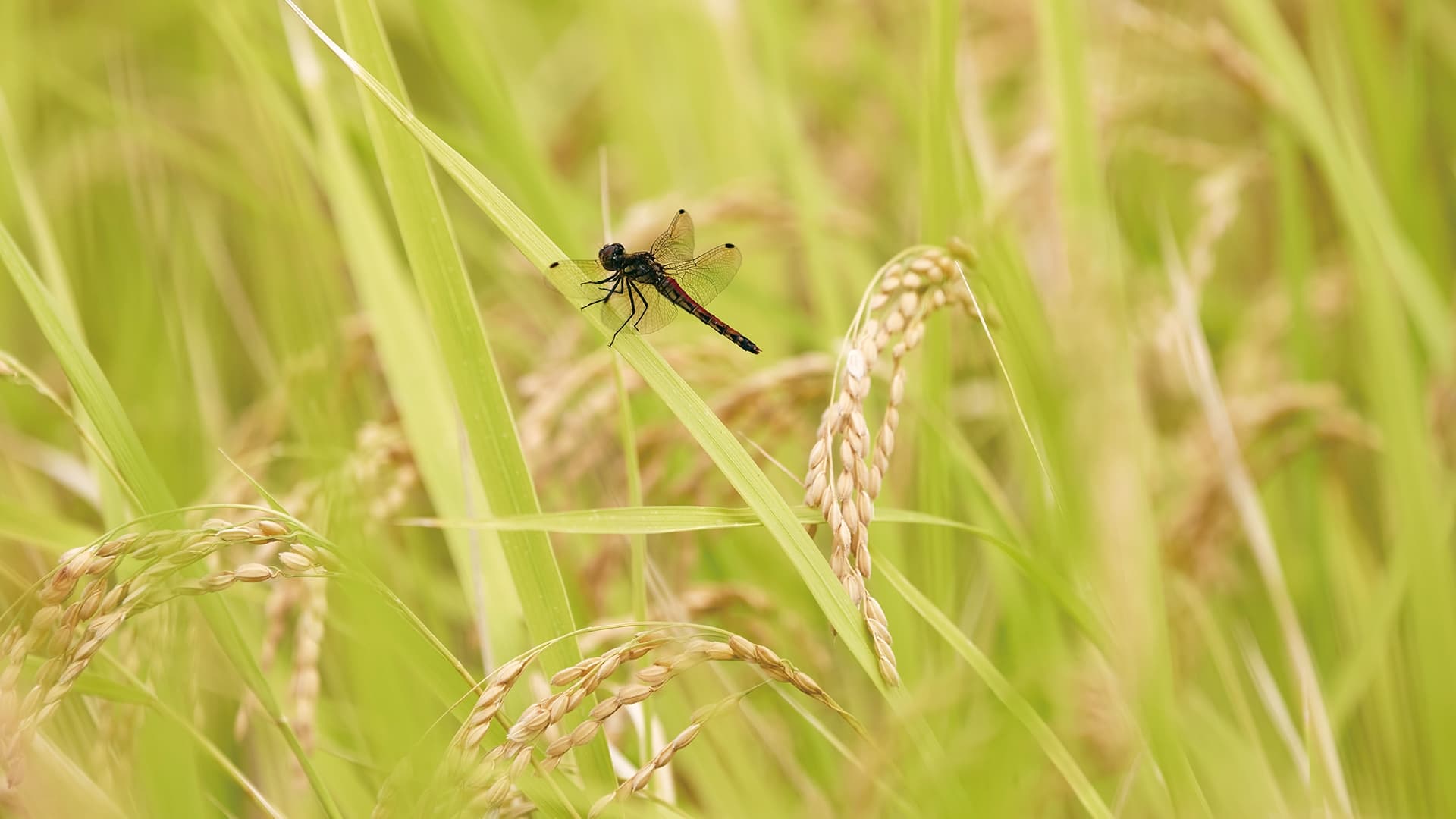 健康と自然環境への影響を考え、こだわり抜いた自家製発酵有機肥料