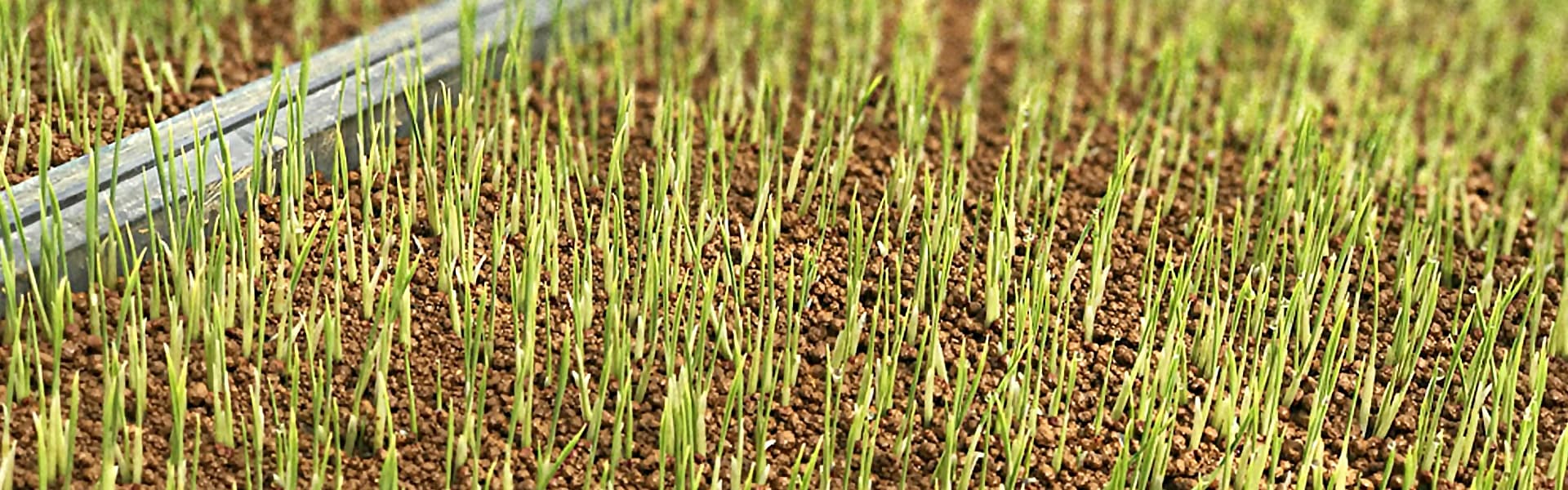 稲が初めて吸う肥料にこだわる