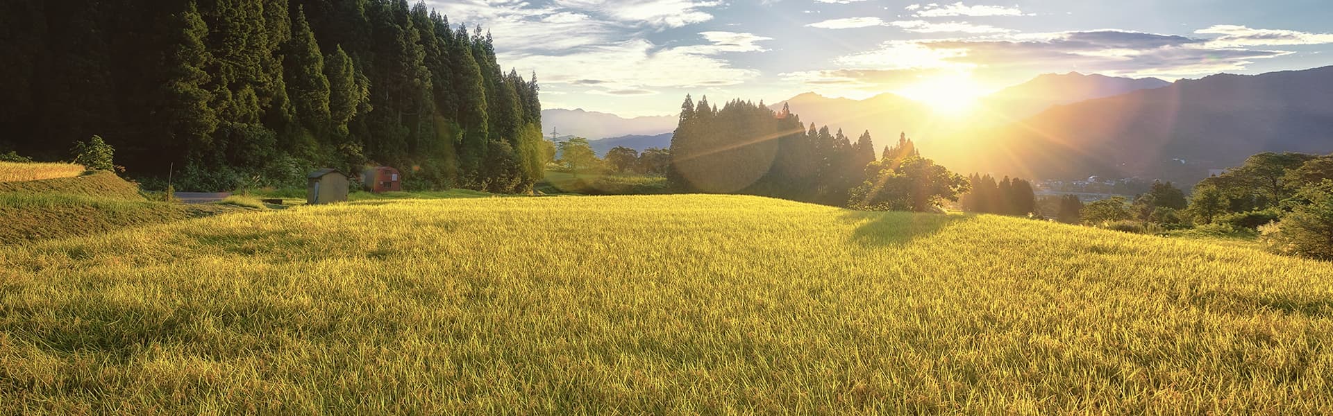 お米の食味ランキング “特A” 地域